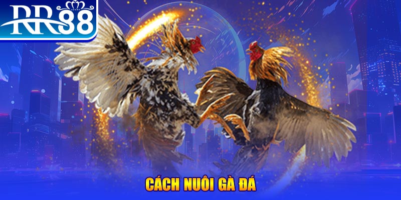 sun88 Ws168 Đá Gà