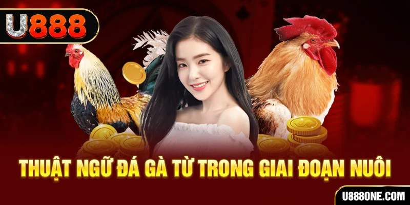 sun88 xổ số miền bắc 90 ngày