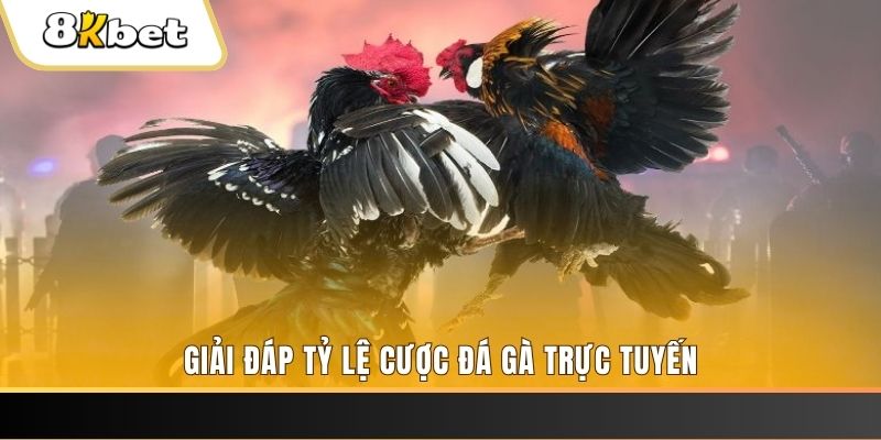 sun88 ga choi cau thanh