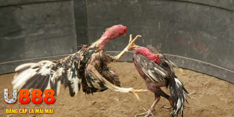 đăng nhập liêng hôm nay